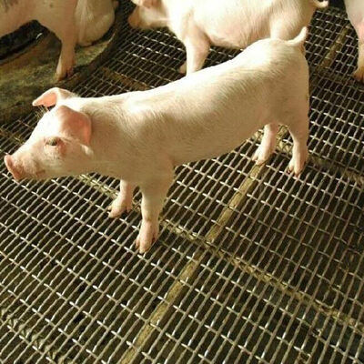 سعر جيد مشقوق سلك حفرة مربعة الشاشة المموج الأسود الحديد ورقة الكربون الفولاذ المقاوم للصدأ المنسوجة النسيج معقوص شبكة سلكية لجدار الخنازير الانترنت